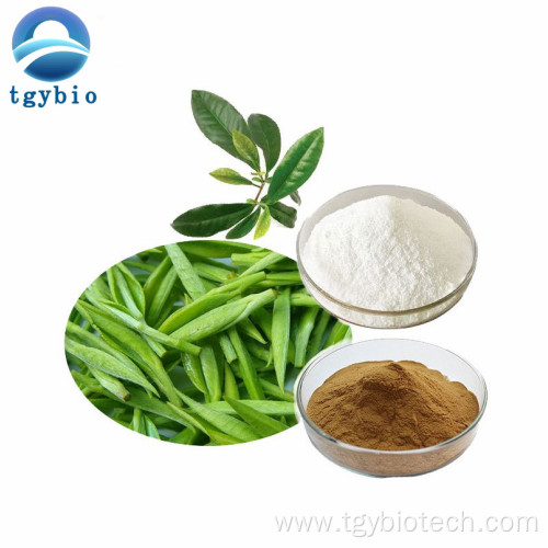 Natural 98% Tea polyphenol Green Tea Extract Powder
